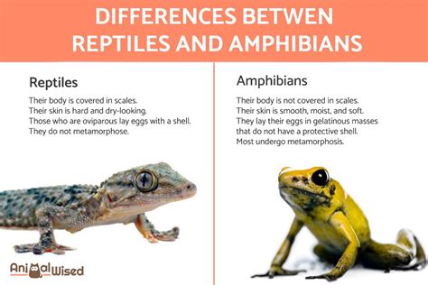 reptiles vs amphibians.